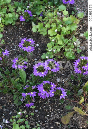 Blue fan flower flower Blue fan flower flower 92199873