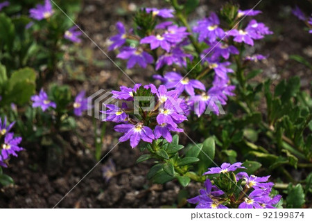 Blue fan flower flower Blue fan flower flower 92199874