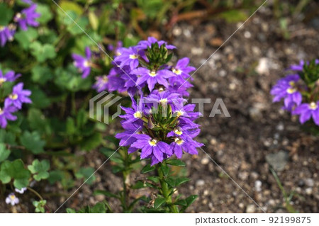 Blue fan flower flower Blue fan flower flower 92199875