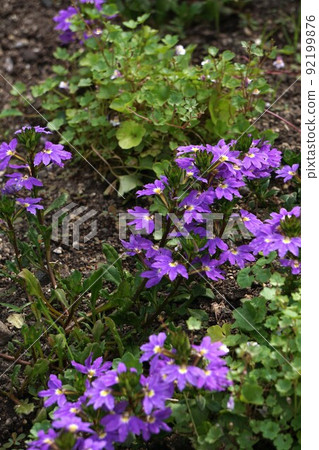 Blue fan flower flower Blue fan flower flower 92199876