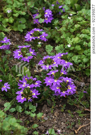 Blue fan flower flower Blue fan flower flower 92199877
