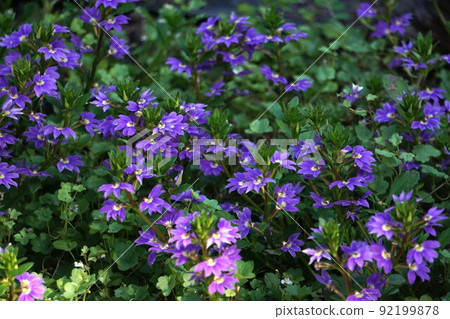 Blue fan flower flower Blue fan flower flower 92199878