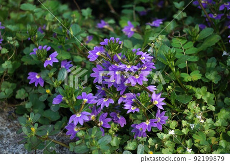 Blue fan flower flower Blue fan flower flower 92199879