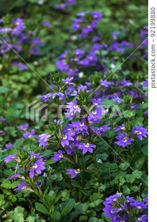 Blue fan flower flower Blue fan flower flower 92199880