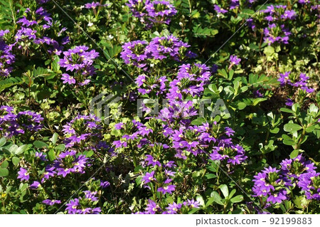 Blue fan flower flower Blue fan flower flower 92199883