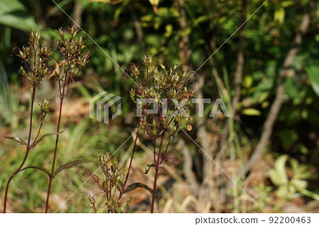 在 penstemon 花之後 在 penstemon 花之後 92200463