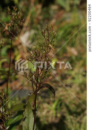 在 penstemon 花之後 在 penstemon 花之後 92200464