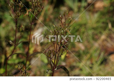 在 penstemon 花之後 在 penstemon 花之後 92200465