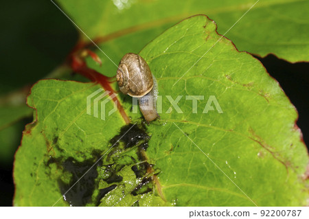 Honesty My Mai Honesty My Mai 92200787