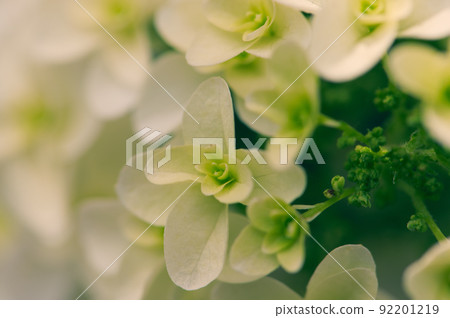 hydrangea   92201219