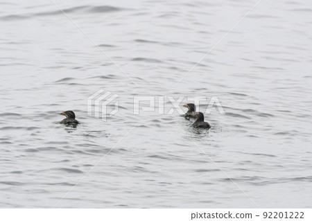 游泳喔 游泳喔 92201222