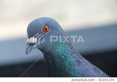  鴿子 92201239