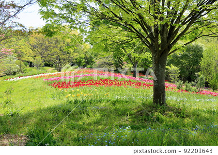 鬱金香花田 鬱金香花田 92201643