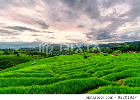 Scenery of the terraced rice fields at Ban Pa Pong Piang in Chiang Mai, Thailand. Scenery of the terraced rice fields at Ban Pa Pong Piang in Chiang Mai, Thailand. 92201927