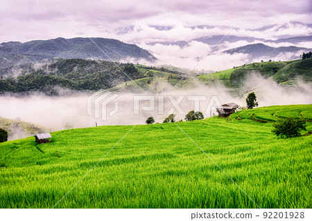 Scenery of the terraced rice fields with morning mist at Ban Pa Pong Piang in Chiang Mai, Thailand 92201928