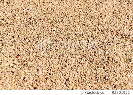 Shelled coffee beans dry in sunlight waiting to be roasted Shelled coffee beans dry in sunlight waiting to be roasted 92201932