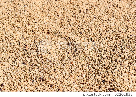 Shelled coffee beans dry in sunlight waiting to be roasted 92201933