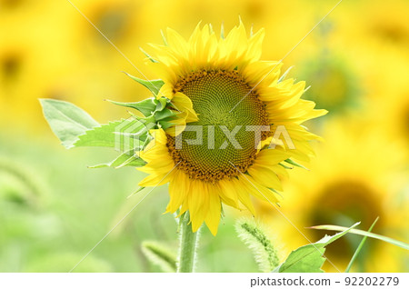 Sunflower field Sunflower field 92202279