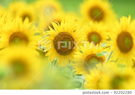 Sunflower flower in the scorching sun Sunflower flower in the scorching sun 92202280