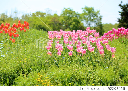 鬱金香花 92202426