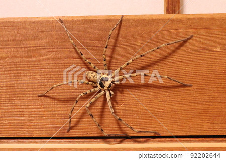 Huntsman spider Huntsman spider 92202644
