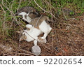 Stray cat showing belly 92202654