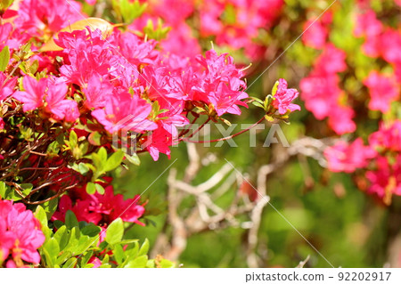 深紅色的杜鵑花 92202917