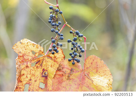 野生葡萄札幌市 92203513