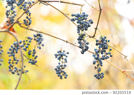 Wild grapes Sapporo City Wild grapes Sapporo City 92203519