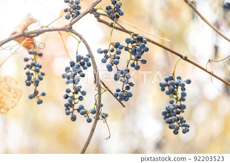 野生葡萄札幌市 92203523