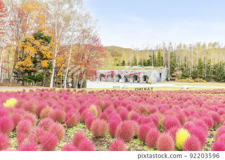 Kokia 瀧野鈴蘭丘陵公園 札幌市 92203596