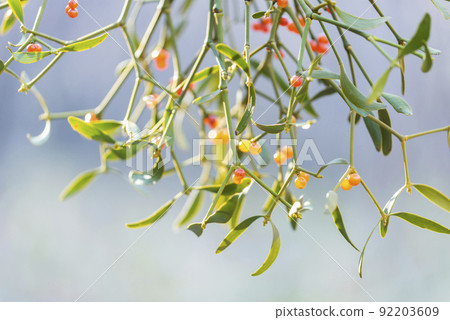 槲寄生、赤宮槲寄生札幌 槲寄生、赤宮槲寄生札幌 92203609