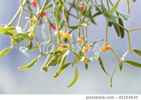 槲寄生、赤宮槲寄生札幌 槲寄生、赤宮槲寄生札幌 92203610