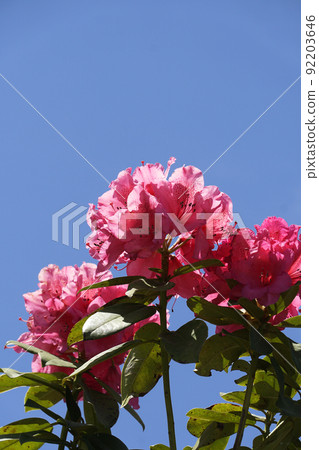 春日在藍天上閃耀的紅杜鵑花 春日在藍天上閃耀的紅杜鵑花 92203646