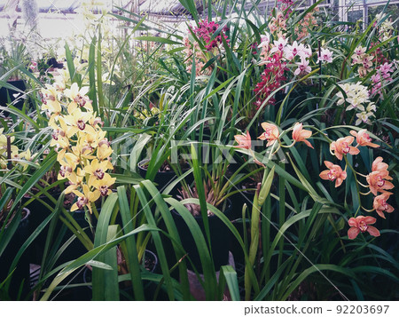 orchid plants flowering in greenhouse 92203697