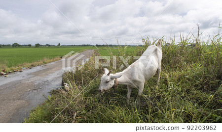 Local rice field located in Alicia, Isabela, Philippines 92203962