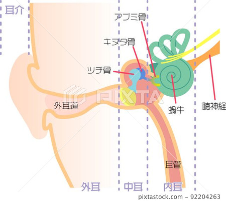 Ear structure, cross section 92204263
