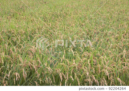 Autumn rice 92204264