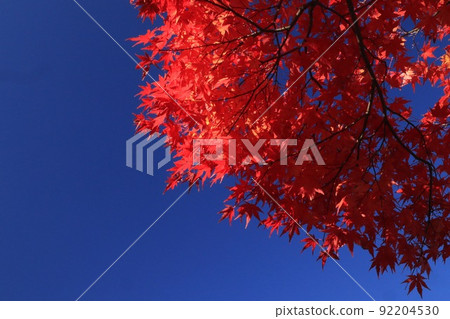 藍天和Momiji 藍天和Momiji 92204530