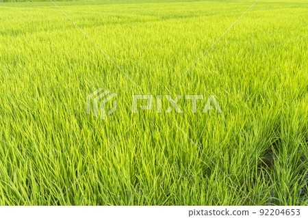 Paddy field scenery in Kanagawa prefecture Paddy field scenery in Kanagawa prefecture 92204653