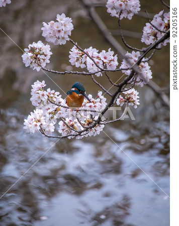 Onda River cherry blossoms and wild birds Kingfisher 92205166