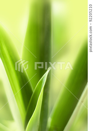 blurry leaves nature of summer green leaves natural green leaf plant used as wallpaper background blurry leaves nature of summer green leaves natural green leaf plant used as wallpaper background 92205210