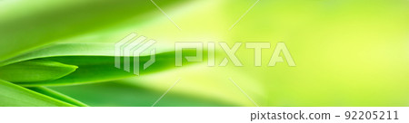 blurry leaves nature of summer green leaves natural green leaf plant used as wallpaper background 92205211