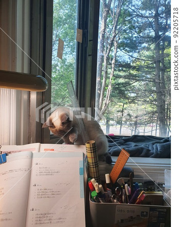 owner and cat 92205718