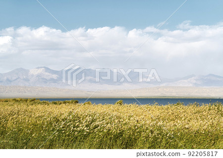 reed marsh near a lake at the foot of rolling mountains reed marsh near a lake at the foot of rolling mountains 92205817