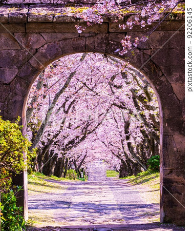 Ennoji Sakura Tunnel Ennoji Sakura Tunnel 92206145