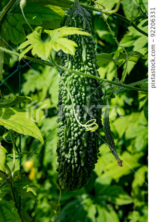 Pre-harvest bitter gourd in the vegetable garden in July 92206331
