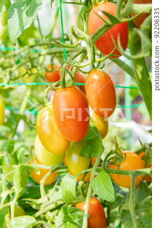 Mini tomatoes that began to color in the vegetable garden in July 92206335