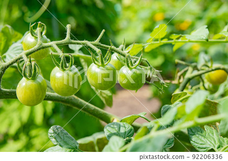 仍然是藍色的迷你西紅柿，但仍然在 7 月的菜園中生長 92206336