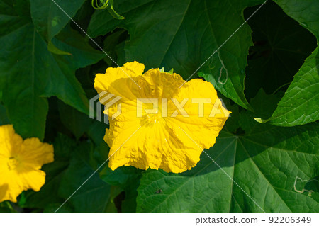 Loofah flowers blooming in the vegetable garden in July 92206349
